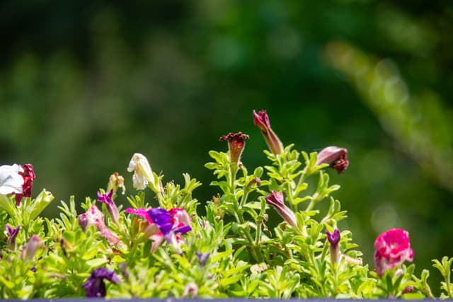 A cluster of vibrant flowers with various colors, including pink, purple, and white, set against a blurred green background